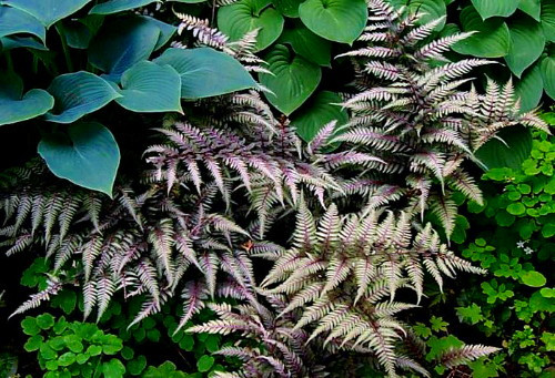 Regal Red Japanese Painted Fern- Athyrium- Shade Lover - Live Plant - Gallon Pot