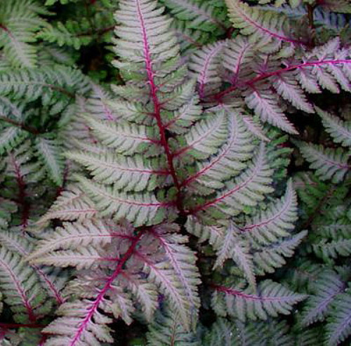 Regal Red Japanese Painted Fern- Athyrium- Shade Lover - Live Plant - Gallon Pot