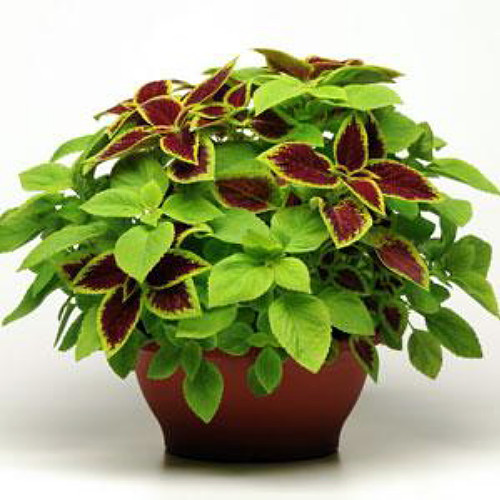 Under the Sun Coleus 10 Fuseable Pellets - Crimson Gold/Versa Lime - Indoors/Out