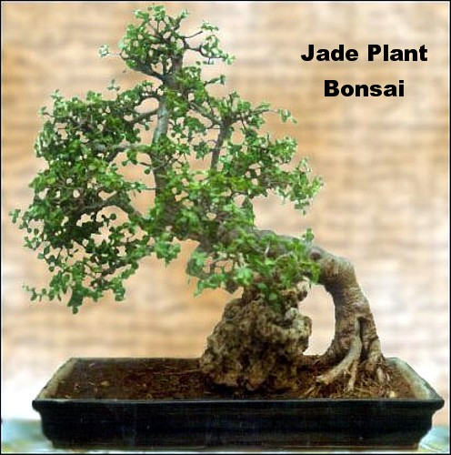 Jade Plant - Crassula ovuta - 2" Pot