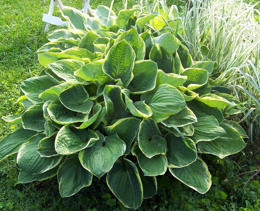 Christmas Tree Hosta - Shade Perennial - Quart Pot - Live Plant
