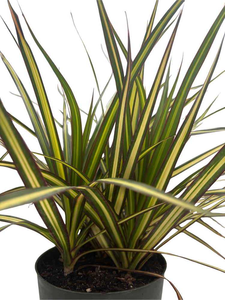 Kiwi Dragon Tree - Dracaena marginata - 6" Pot - House Plant