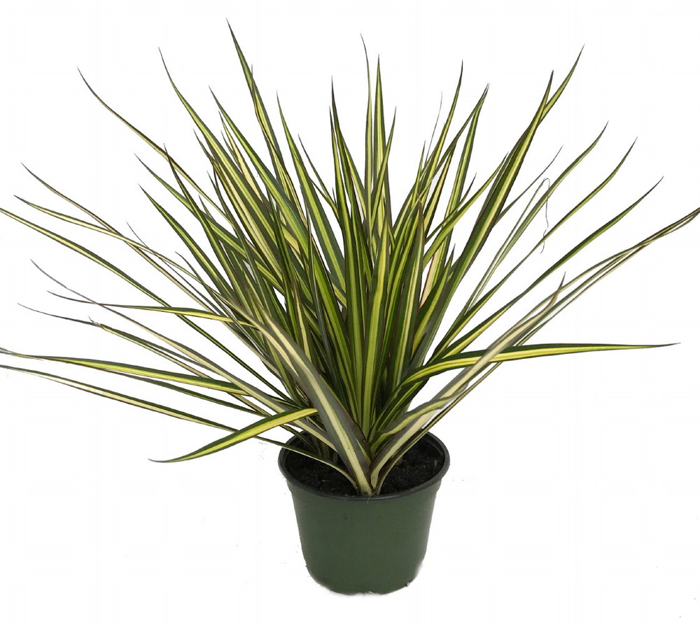 Kiwi Dragon Tree - Dracaena marginata - 6" Pot - House Plant