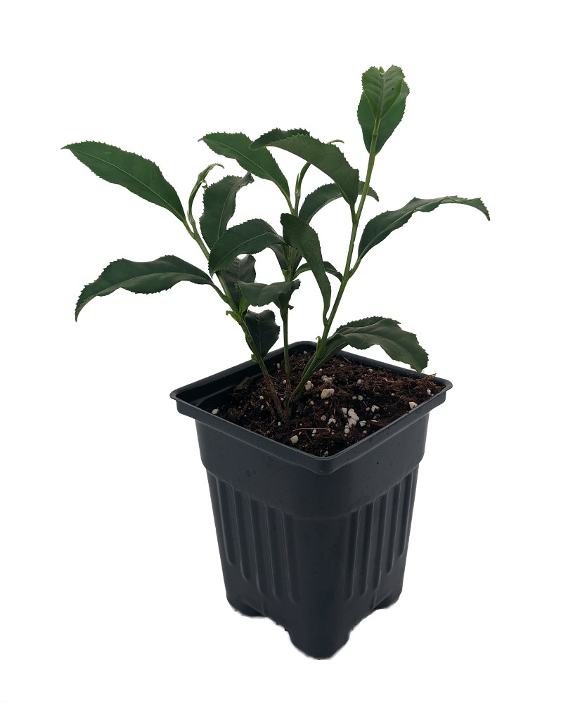 Green Tea Plant - Camellia sinensis - Brew Your Own Tea - 4" Pot - House Plant