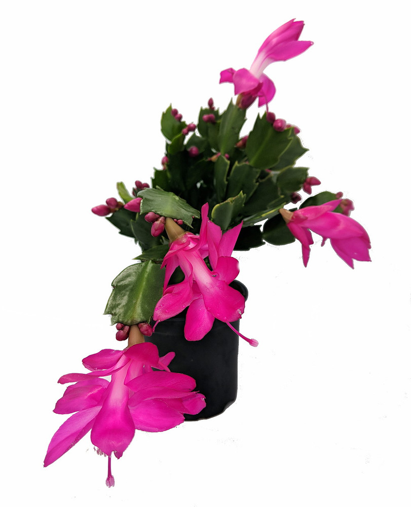 Purple/Magenta Christmas Cactus Plant - Zygocactus - 4" pot