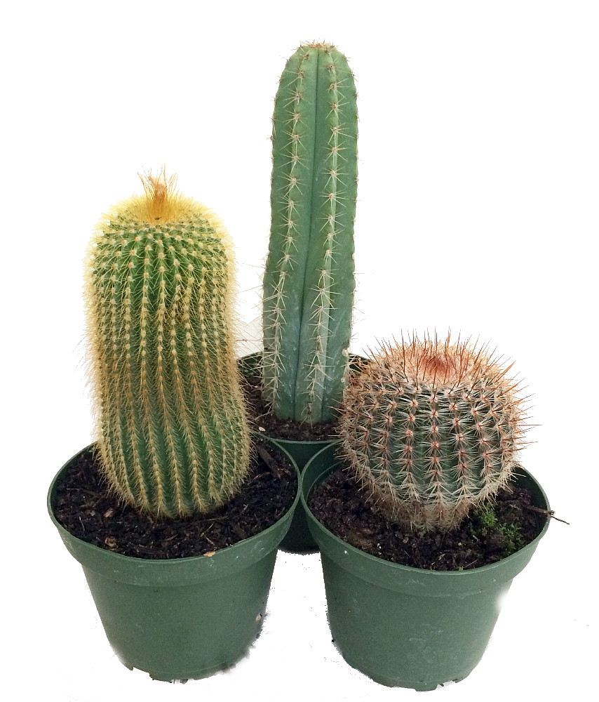 Instant Cactus Collection - 3 Plants - 4" Pots