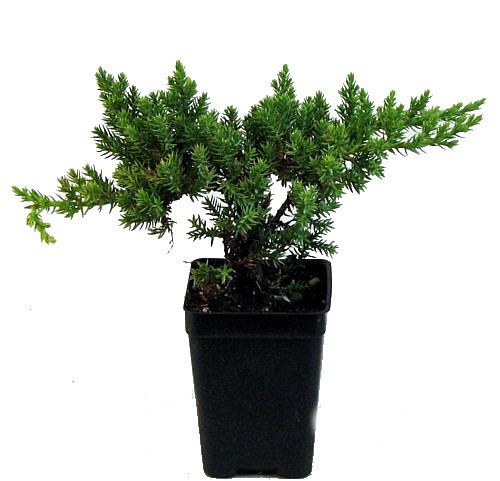 Japanese Juniper Bonsai Starter Tree 3 Pot Hirt S Gardens
