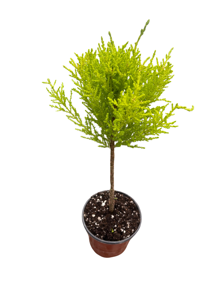 Lemon Scented Goldcrest Mini Poodle Cypress Tree - 4.5" Pot
