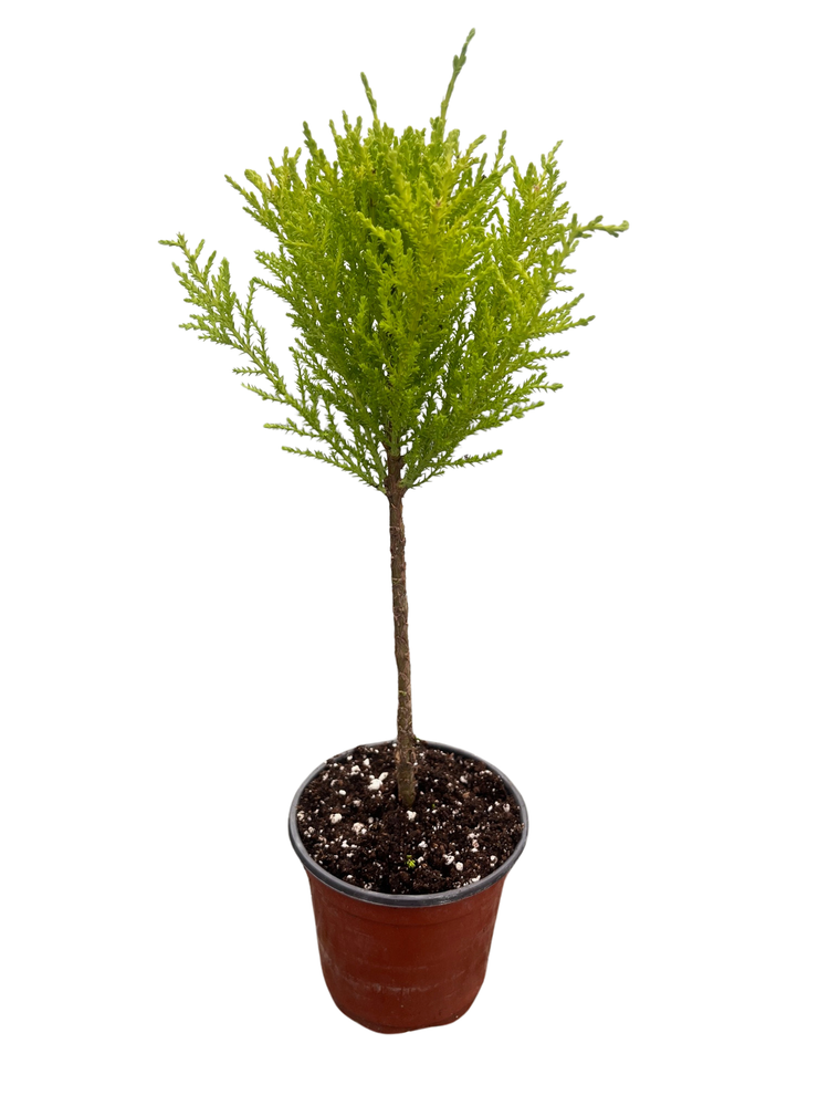 Lemon Scented Goldcrest Mini Poodle Cypress Tree - 4.5" Pot