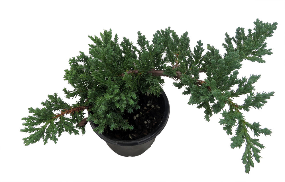 Japanese Juniper Bonsai Tree - 4" pot - Juniperus procumbens - Nana