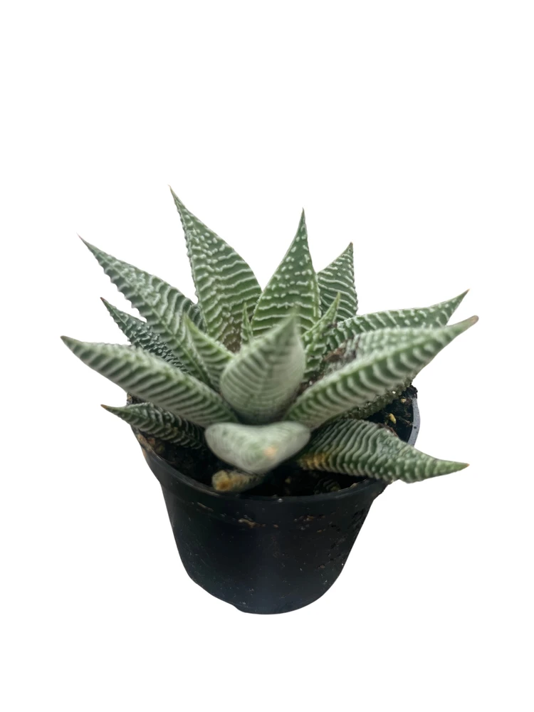 Miami Haworthia Succulent Plant - Low Maintenance - 2" Pot