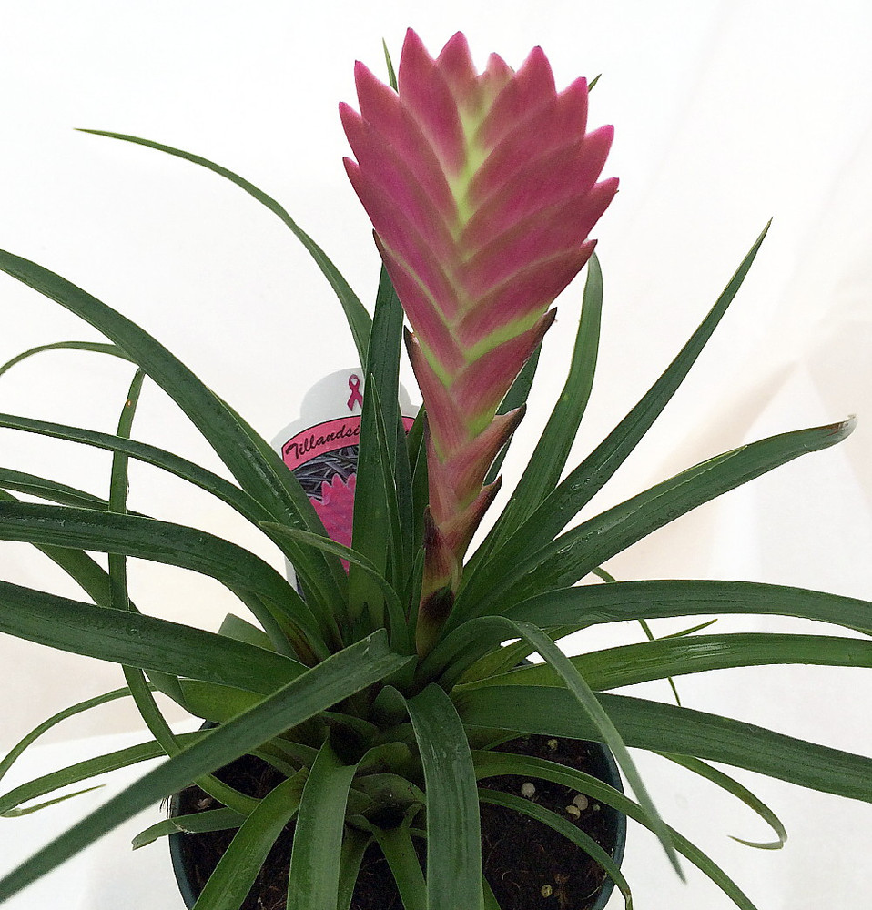 Hawaiian Pink Quill Plant - Exotic & Easy - Tillandsia - 4" Pot