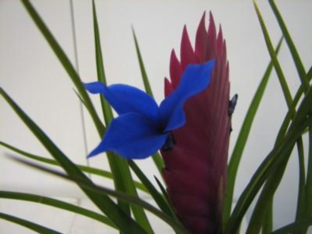 Hawaiian Pink Quill Plant - Exotic & Easy - Tillandsia - 4" Pot