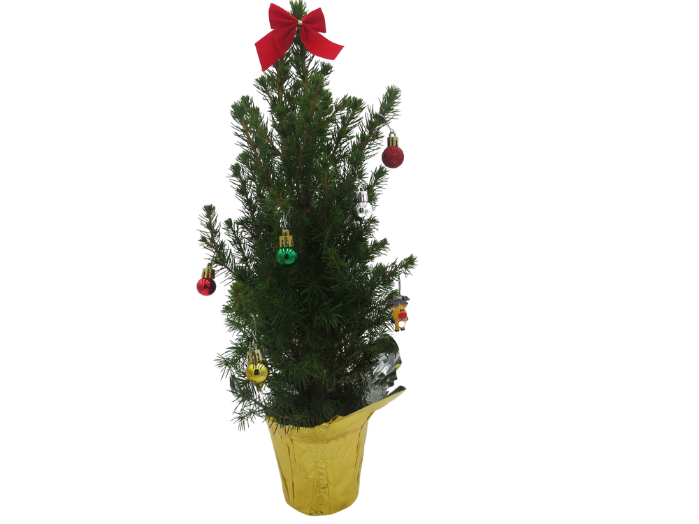 Decorated Dwarf Alberta Spruce - Picea - Great Christmas Tree - 4" pot
