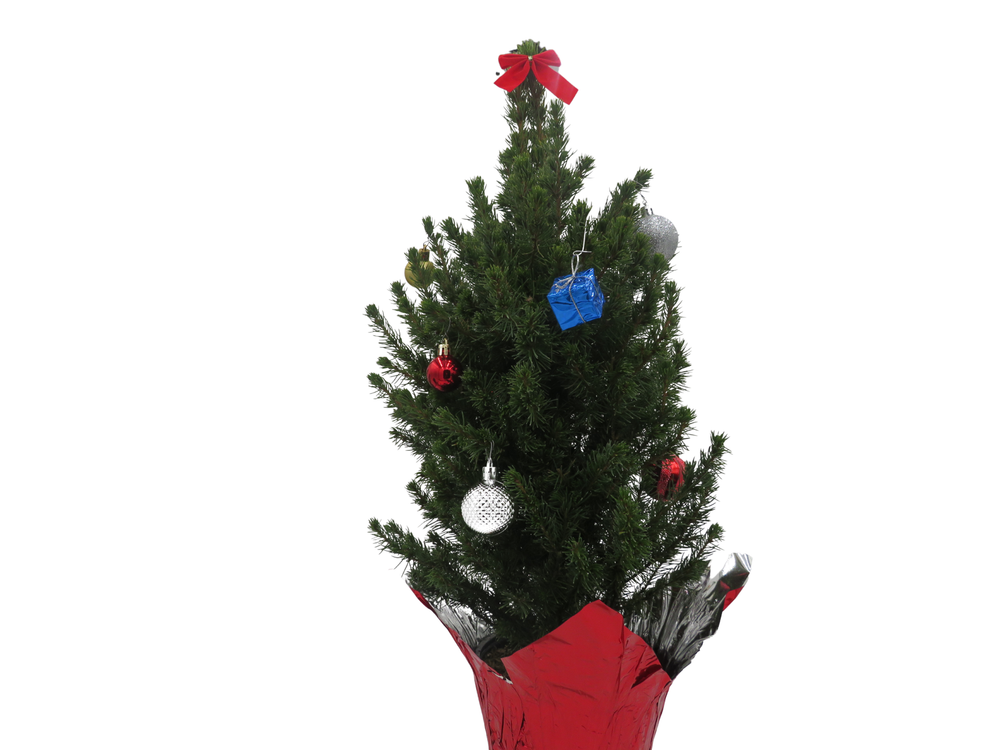Decorated Dwarf Alberta Spruce - Picea - Great Christmas Tree - 6" pot