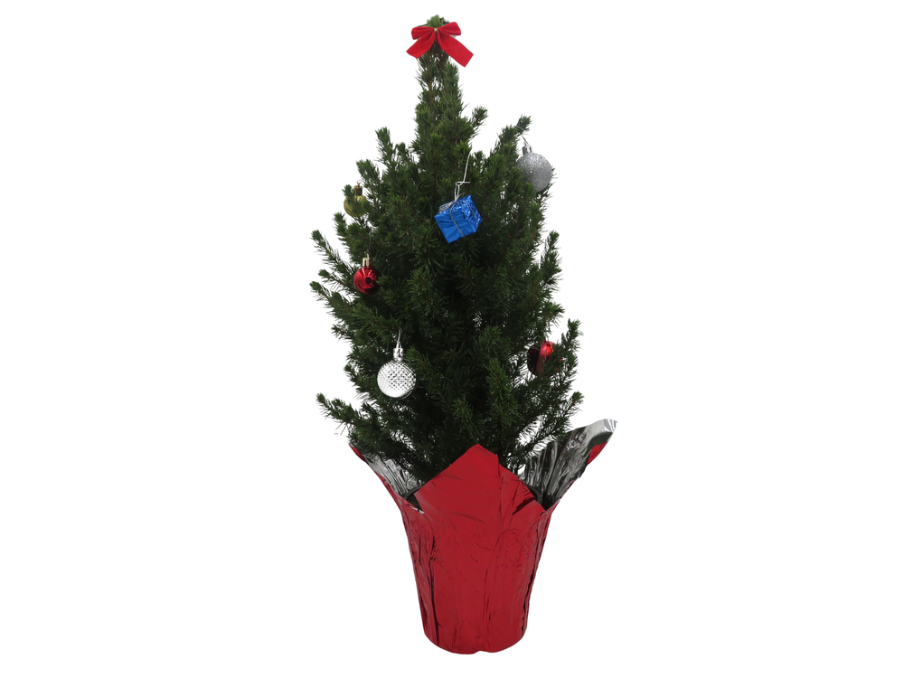 Decorated Dwarf Alberta Spruce - Picea - Great Christmas Tree - 6" pot