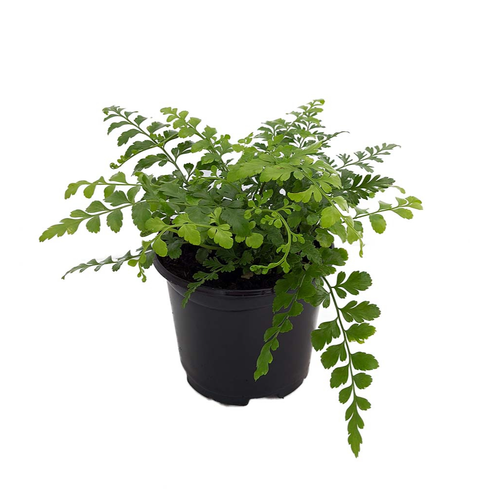 Austral Gem Fern - 4" Pot - Asplenium dimorphum -