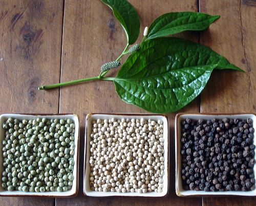 Black Pepper Plant - Piper nigrum - Grow Indoors or Out - 4" Pot