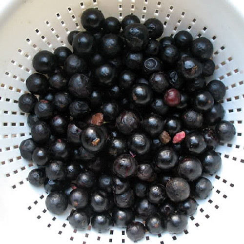 Jabuticaba Fruit Tree Plant - 8" Pot - Myrciaria -Tree That Fruits On It's Trunk