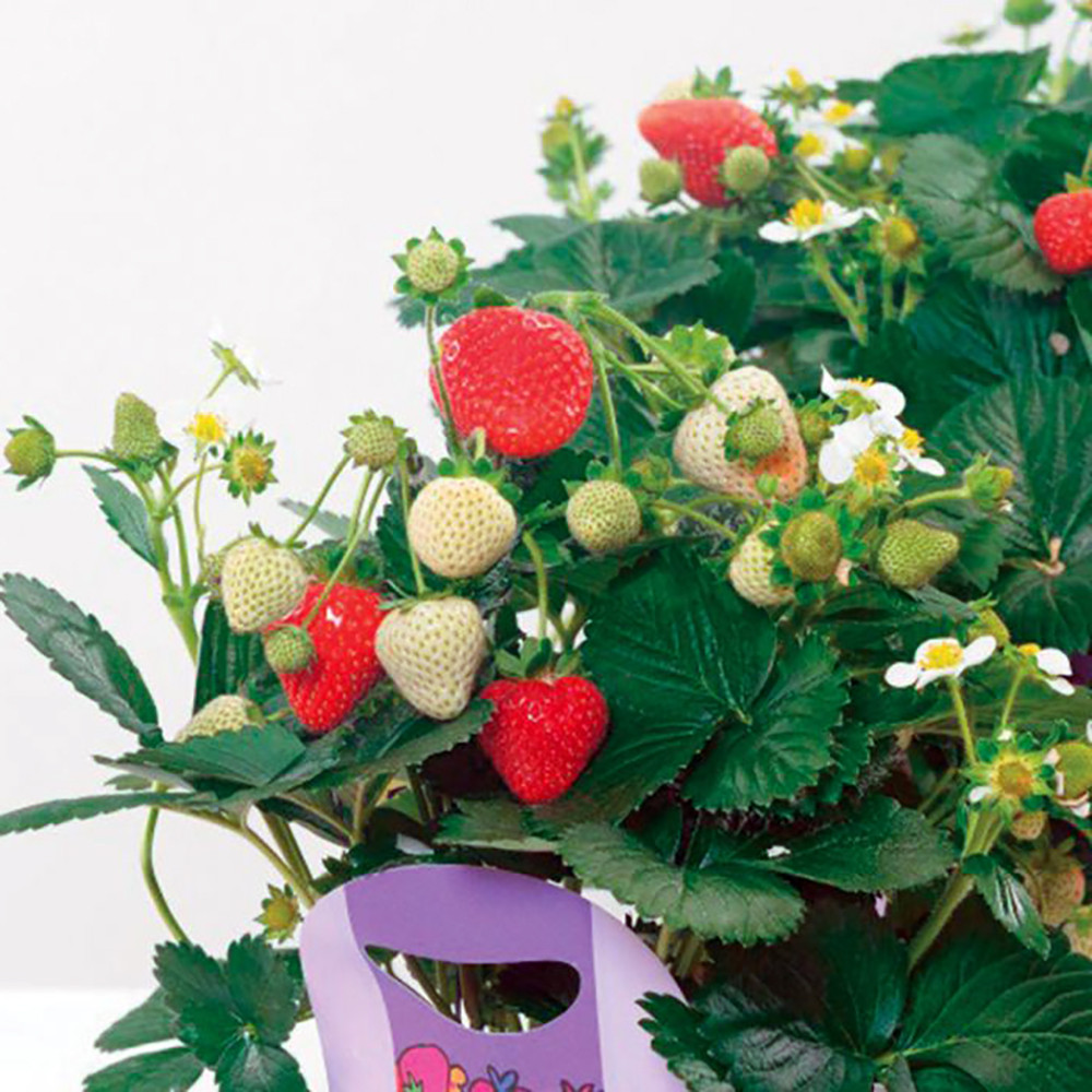 Delizz Strawberry - 2.5" Pot - Fragaria - Early Fruiting & Everbearing