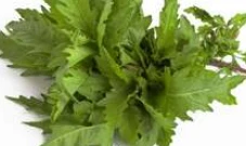 Epazote Herb - Chenopodium - Mexican Herb - Live Plant -  3" Pot