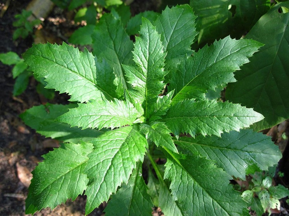 Epazote Herb - Chenopodium - Mexican Herb - Live Plant -  3" Pot