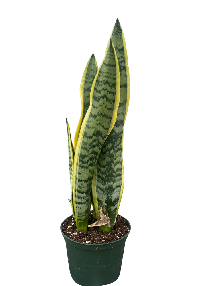 Laurentii Snake Plant - Sansevieria - Impossible to kill! - 6" Pot