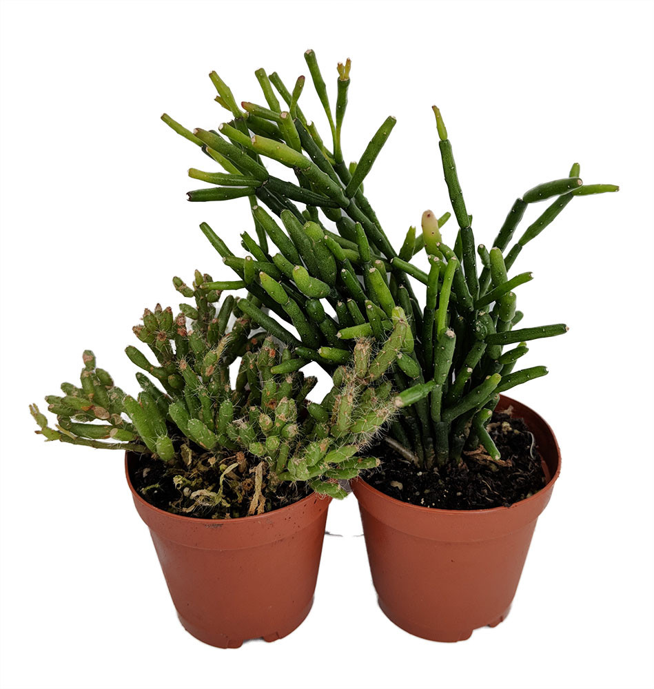 cactus plants for sale online