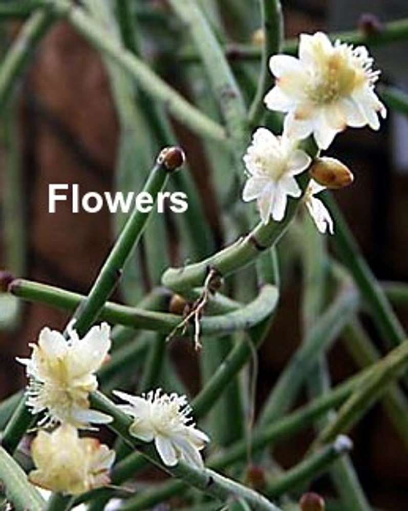 Drunkard's Dream Cactus/Spice Cactus - Rhipsalis - 2" Pots 2 Pack Drunkard's Dream Cactus/Spice Cactus - Rhipsalis - 2" Pots 2 Pack