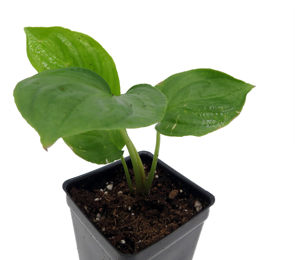 Rare Black Bat Plant -Tacca chanterii - Exotic Houseplant - 2.5" Pot