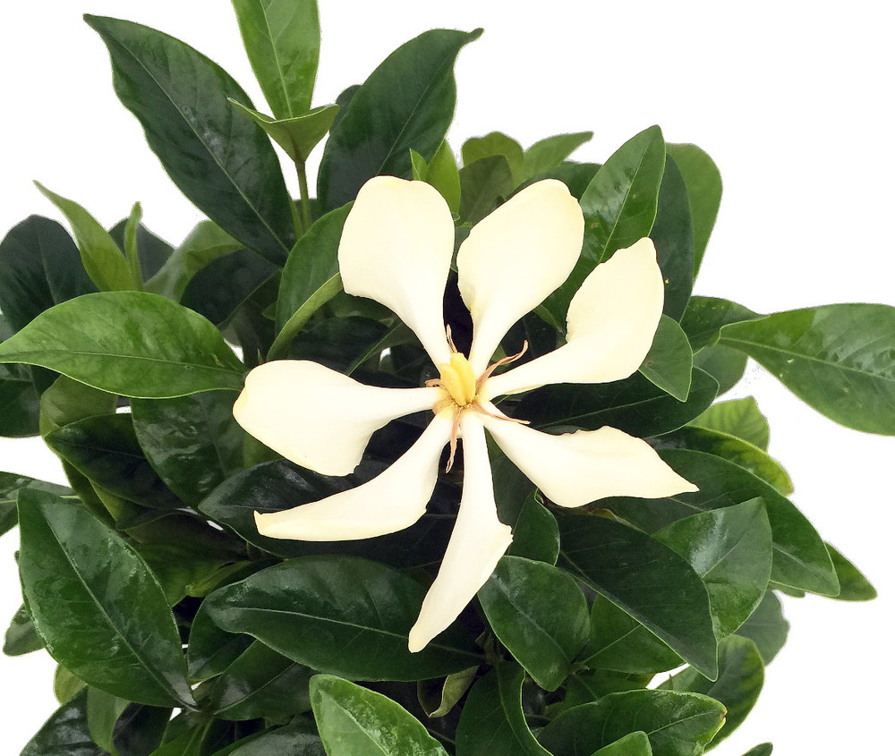 Vietnamese Moonspinner Gardenia Plant - EXTREMELY FRAGRANT-Indoors/Out  - 6" Pot