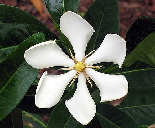 Vietnamese Moonspinner Gardenia Plant - EXTREMELY FRAGRANT-Indoors/Out  - 6" Pot
