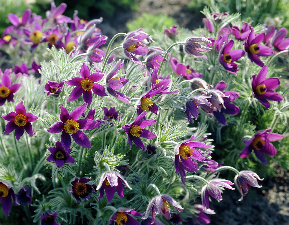 Pasque Flower  - Pulsatilla vulgaris - Part Shade - Quart Pot