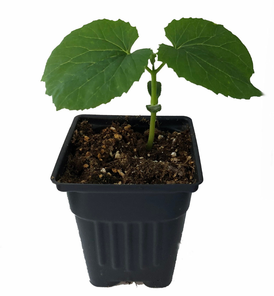 Foo Gwa - Bitter Melon - Bitter Gourd - Balsam Pear -4" pot- Momordica charantia