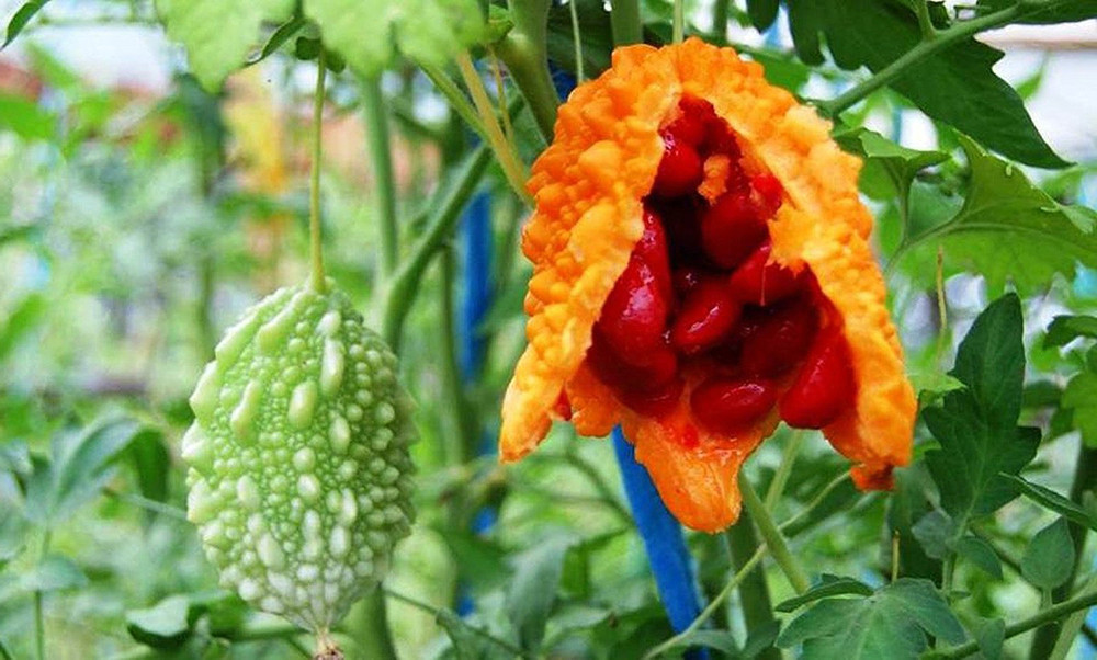 Foo Gwa - Bitter Melon - Bitter Gourd - Balsam Pear -4" pot- Momordica charantia