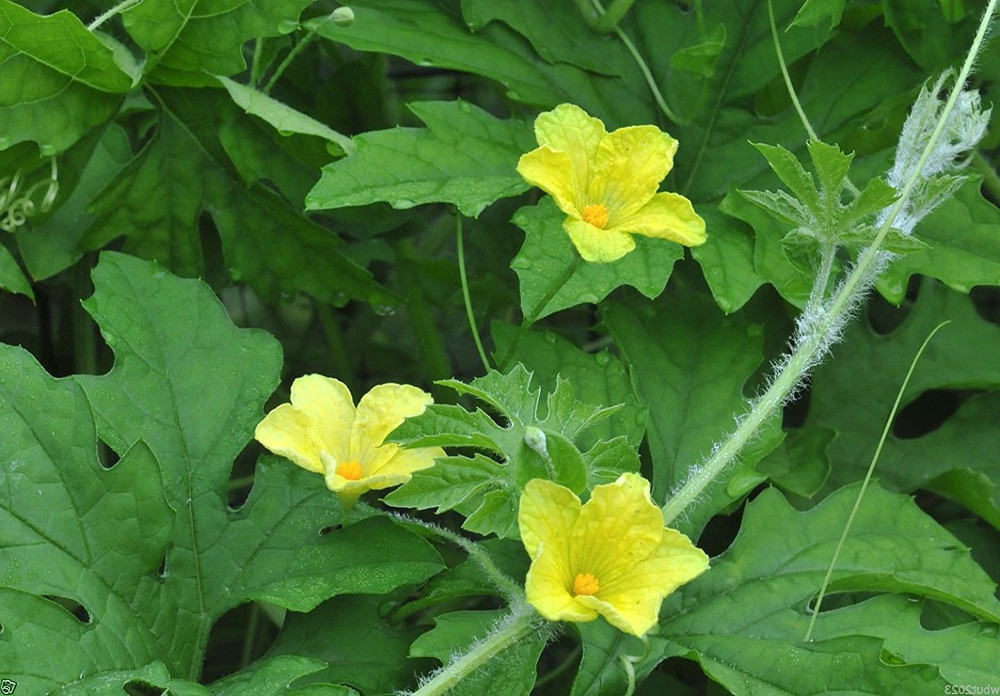 Foo Gwa - Bitter Melon - Bitter Gourd - Balsam Pear -4" pot- Momordica charantia