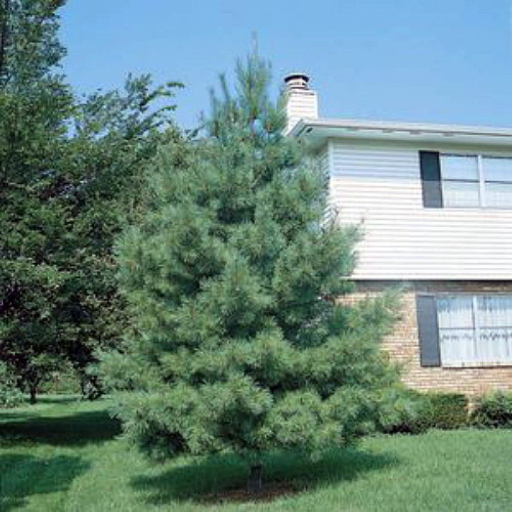 Eastern White Pine - Pinus strobus - Quart Pot