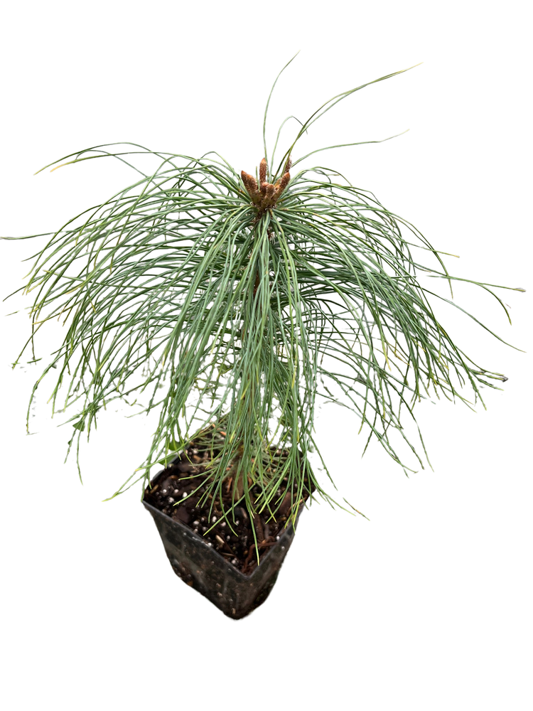 Eastern White Pine - Pinus strobus - Quart Pot