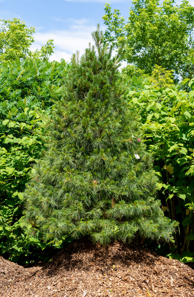 Eastern White Pine - Pinus strobus - Quart Pot