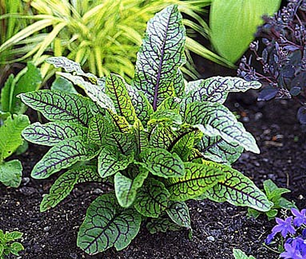 Red French Sorrel - Rumex - 3" Pot - Ornamental & Edible