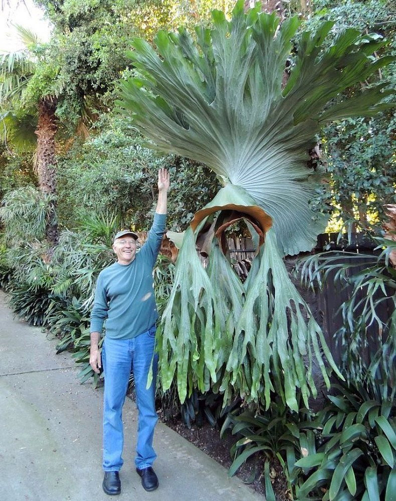 Netherland Staghorn Fern - Platycerium - 4" Pot