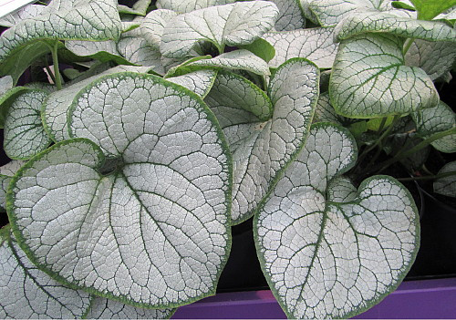 Silver Heart Brunnera - Shade - Blue Flowers - Very Popular - Gallon Pot