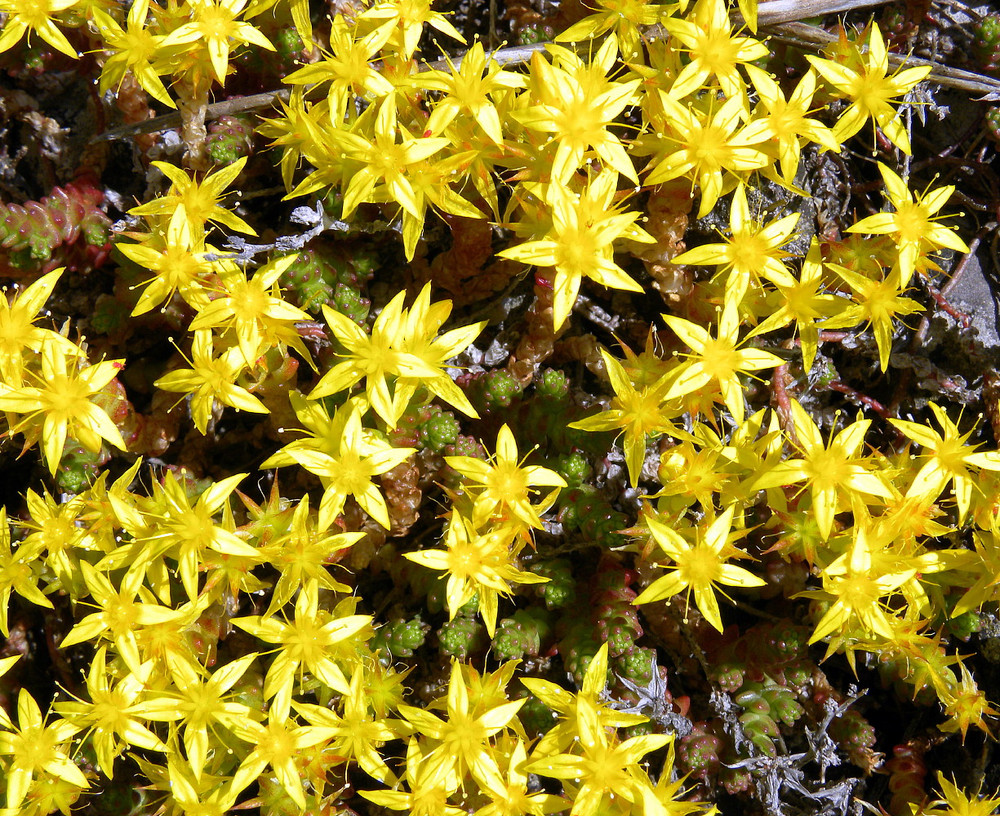Goldmoss Sedum - Stonecrop - Fairy Garden - Sedum sexangulare - Quart Pot