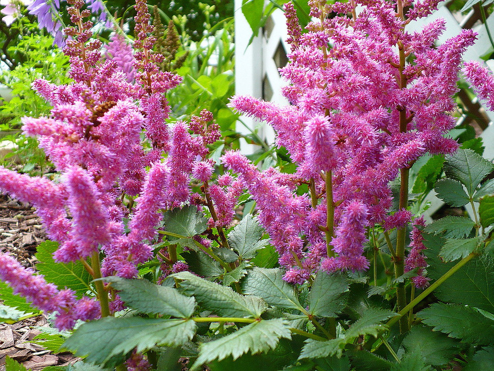 Visions in Pink False Spirea - Astilbe chinensis - Very Hardy! - Quart Pot