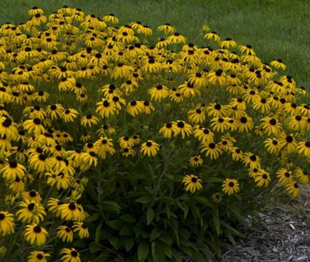 American Gold Rush Black-Eyed Susan - Rudbeckia - Live Plant - Gallon Pot