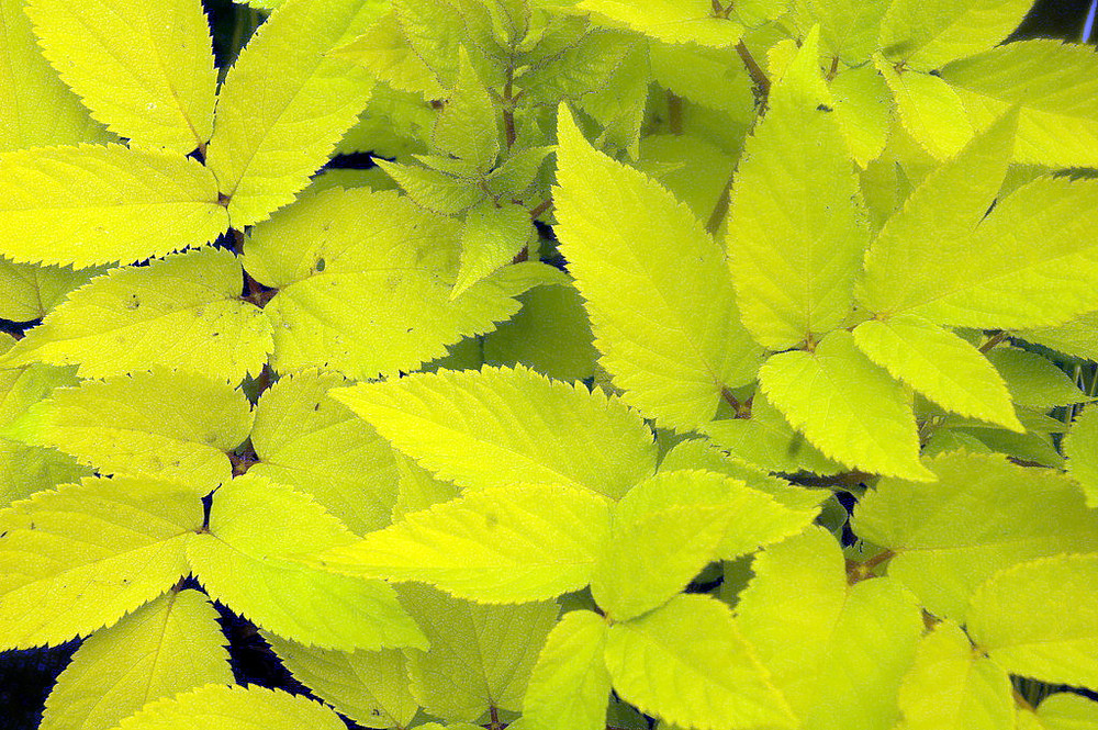 Japanese Sun King Aralia - Shade Lover - Golden Yellow - 4" Pot