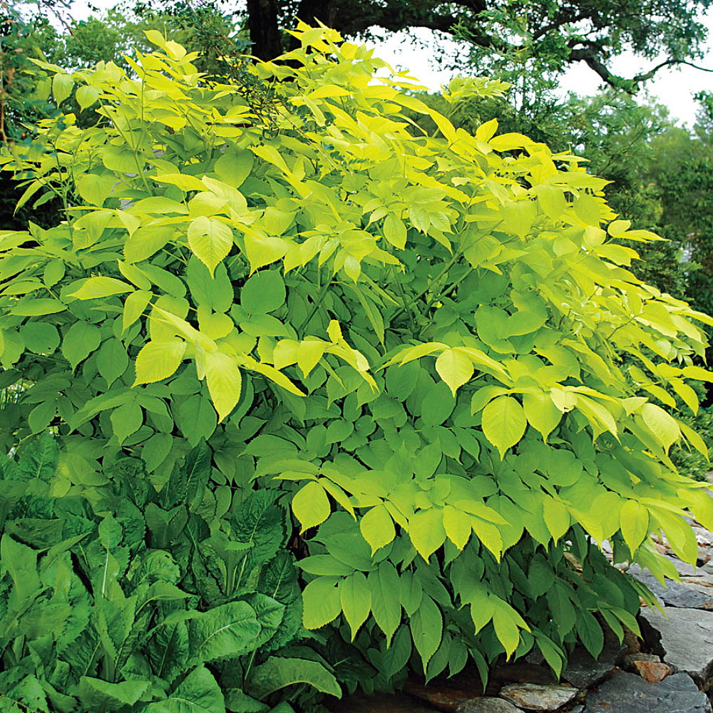 Japanese Sun King Aralia - Shade Lover - Golden Yellow - 4" Pot