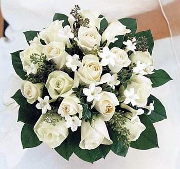 Rare Creme & Green Madagascar Jasmine 4" Pot - Stephanotis