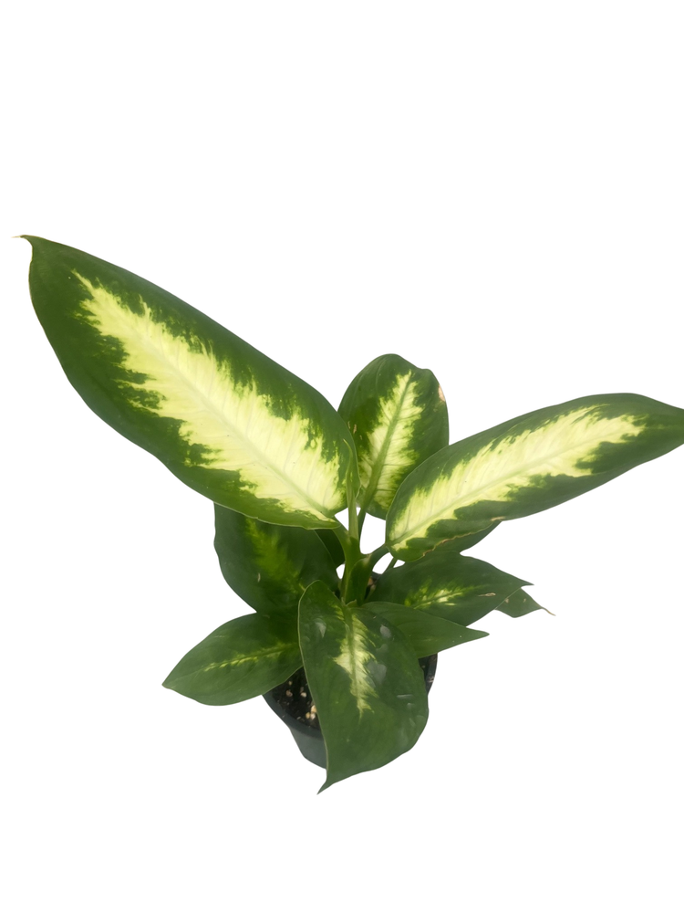 Camille Dieffenbachia - 3.5" Pot