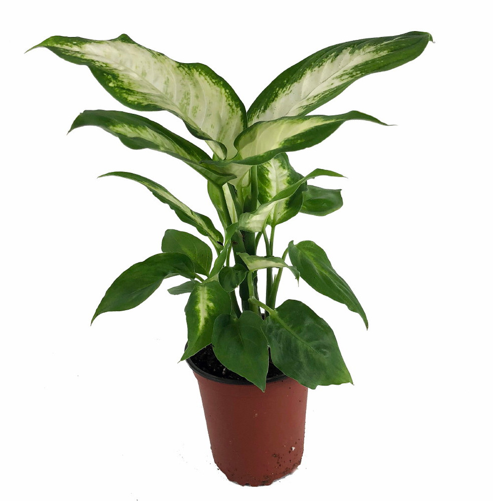 Camille Dieffenbachia - 3.5" Pot